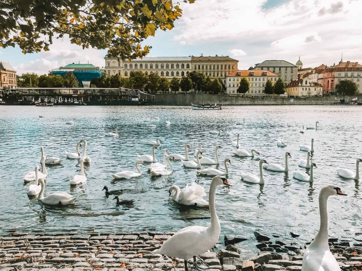 A spot along the Vltava River with hundreds of swans can be found daily.