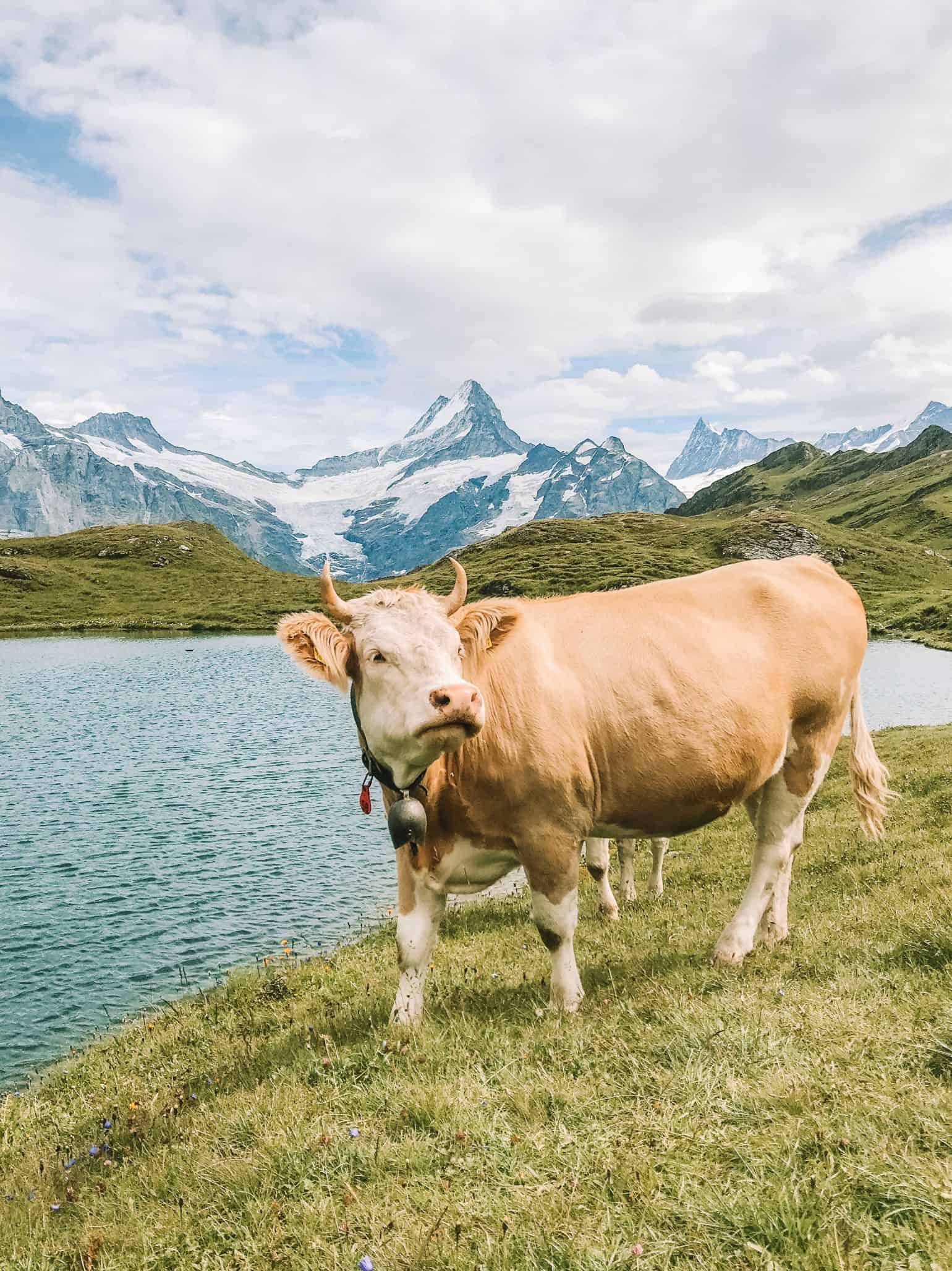 A cute little cow posing in front of Lake Bachalpsee in the Swiss Alps. 