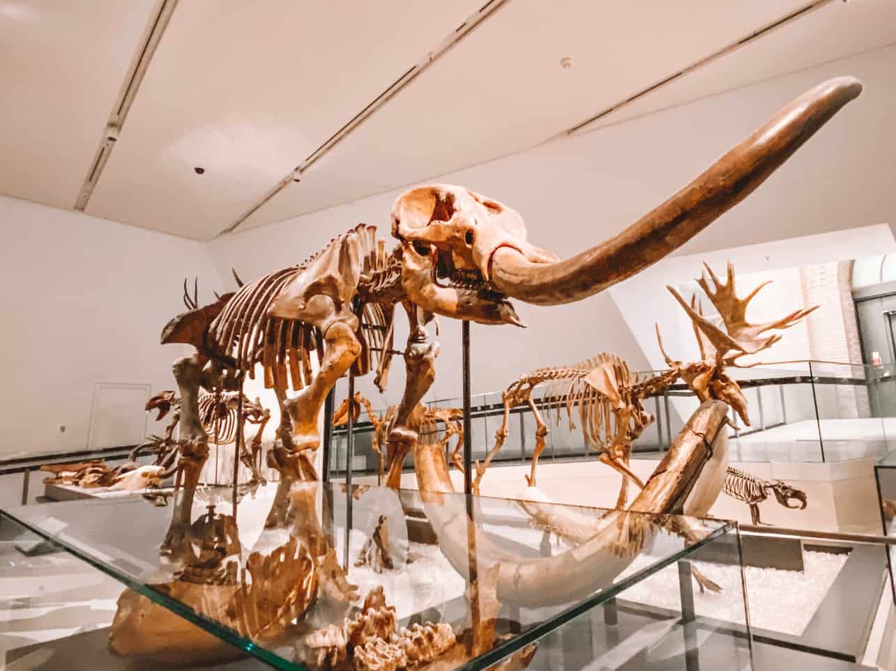 A dinosaur exhibit at the Royal Ontario Museum 
