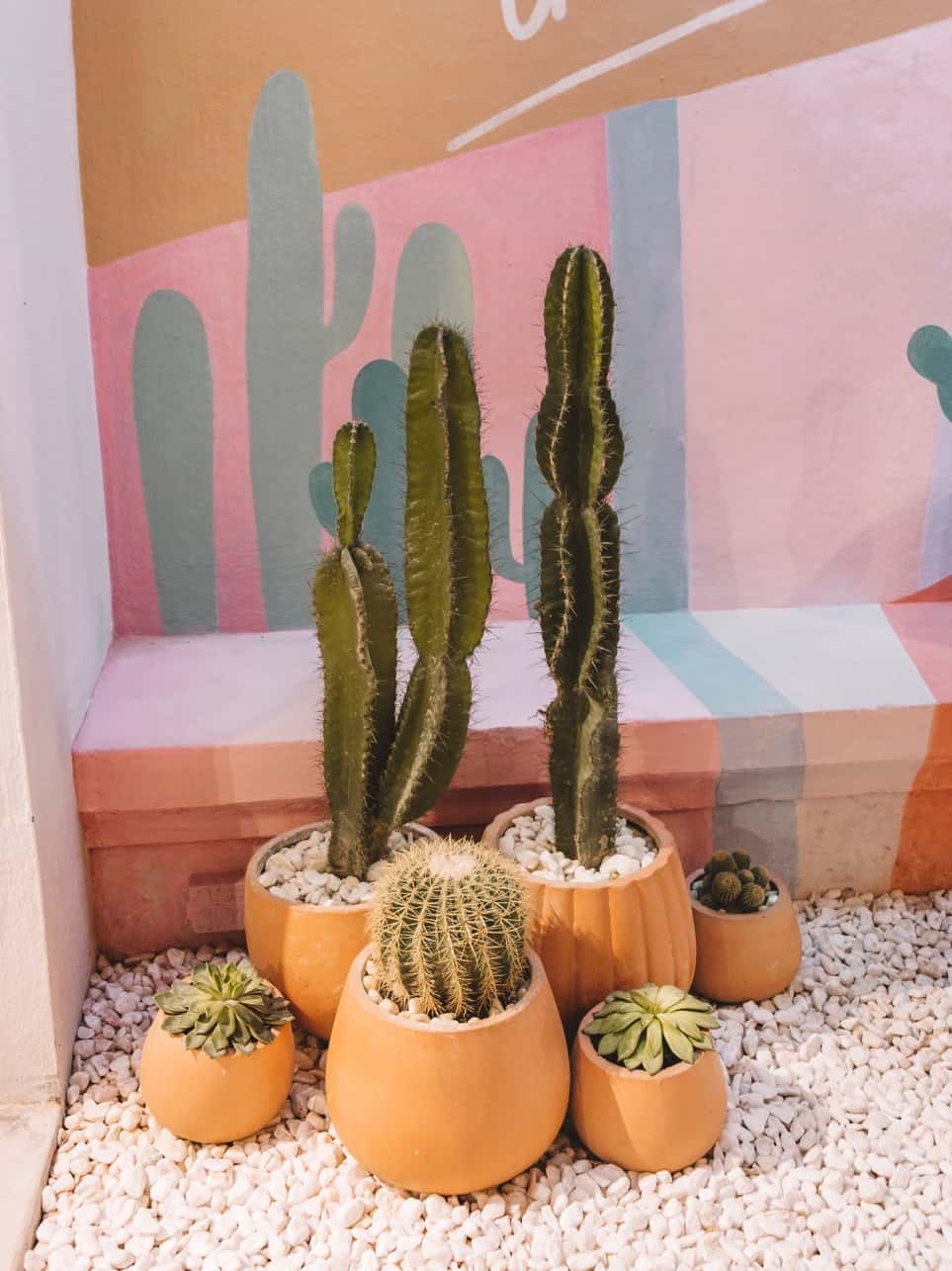 Cute cacti in front of a colorfully painted wall at Sunday store in Hoi An. 