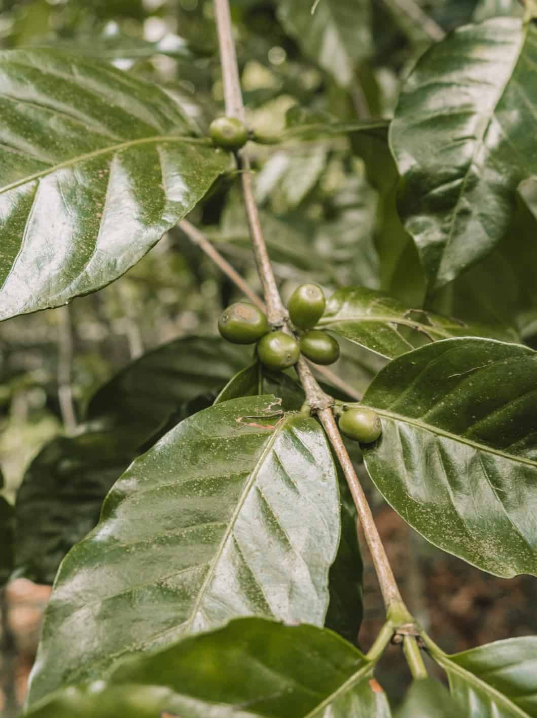 Coffee growing on a plant in Ubud. 