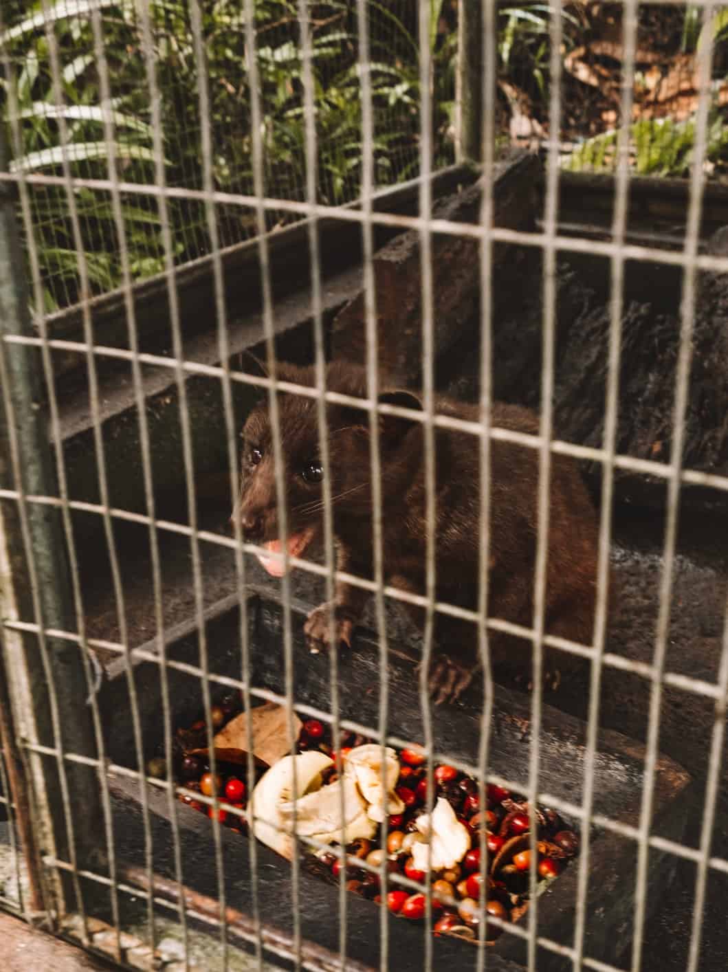 A luwak at Bali Pulina. Be sure to try Luwak Coffee during your 4 days in Ubud! 