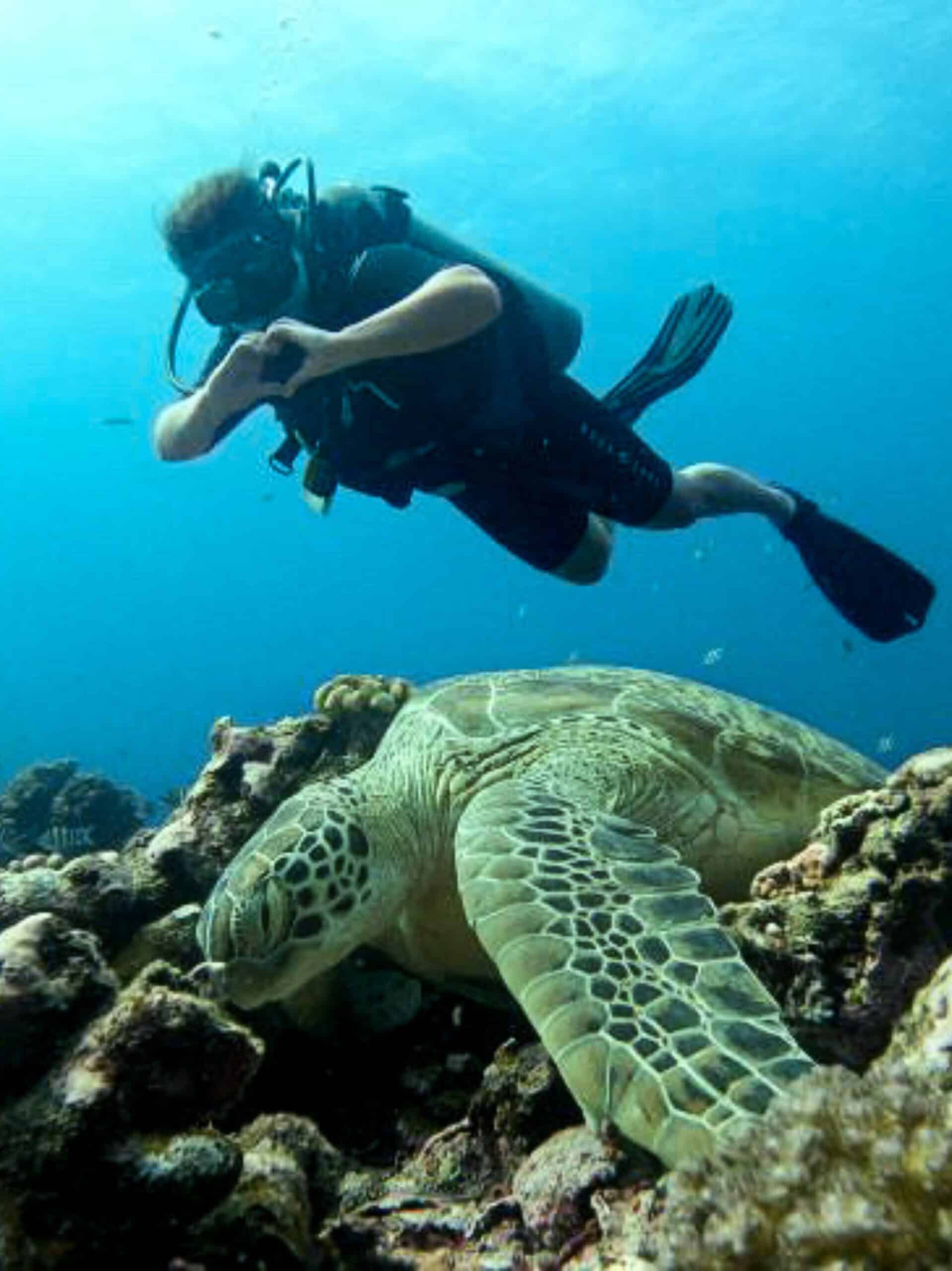 Scuba diving with a massive green sea turtle – an awesome activity in Gili Trawangan for solo travelers