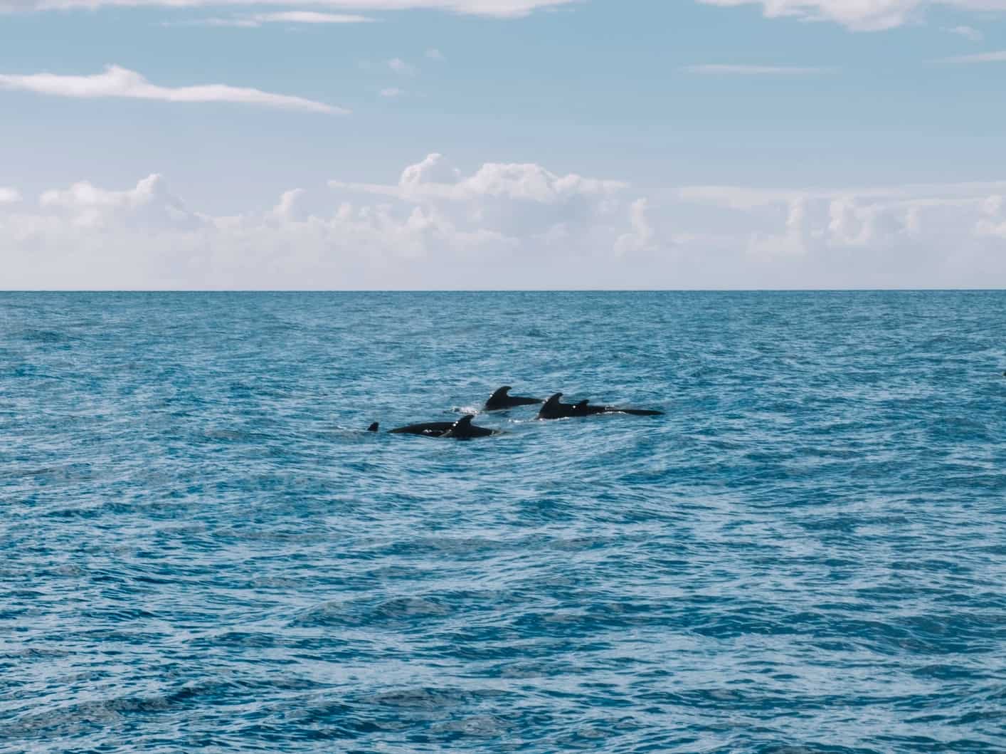 A pod of dolphins spotted off the coast of Madeira. 