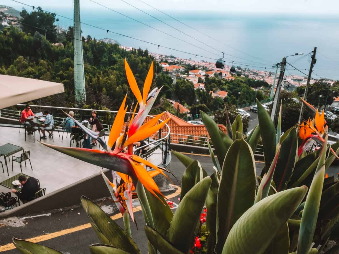 Spring is the best time to visit Madeira to see the flowers in bloom. 