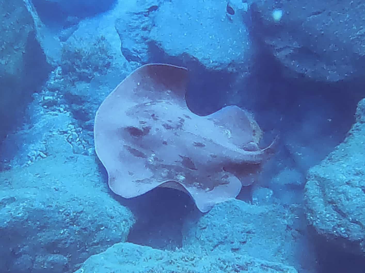 The best time to visit Madeira to see stingrays like this on scuba dives is June through November. 