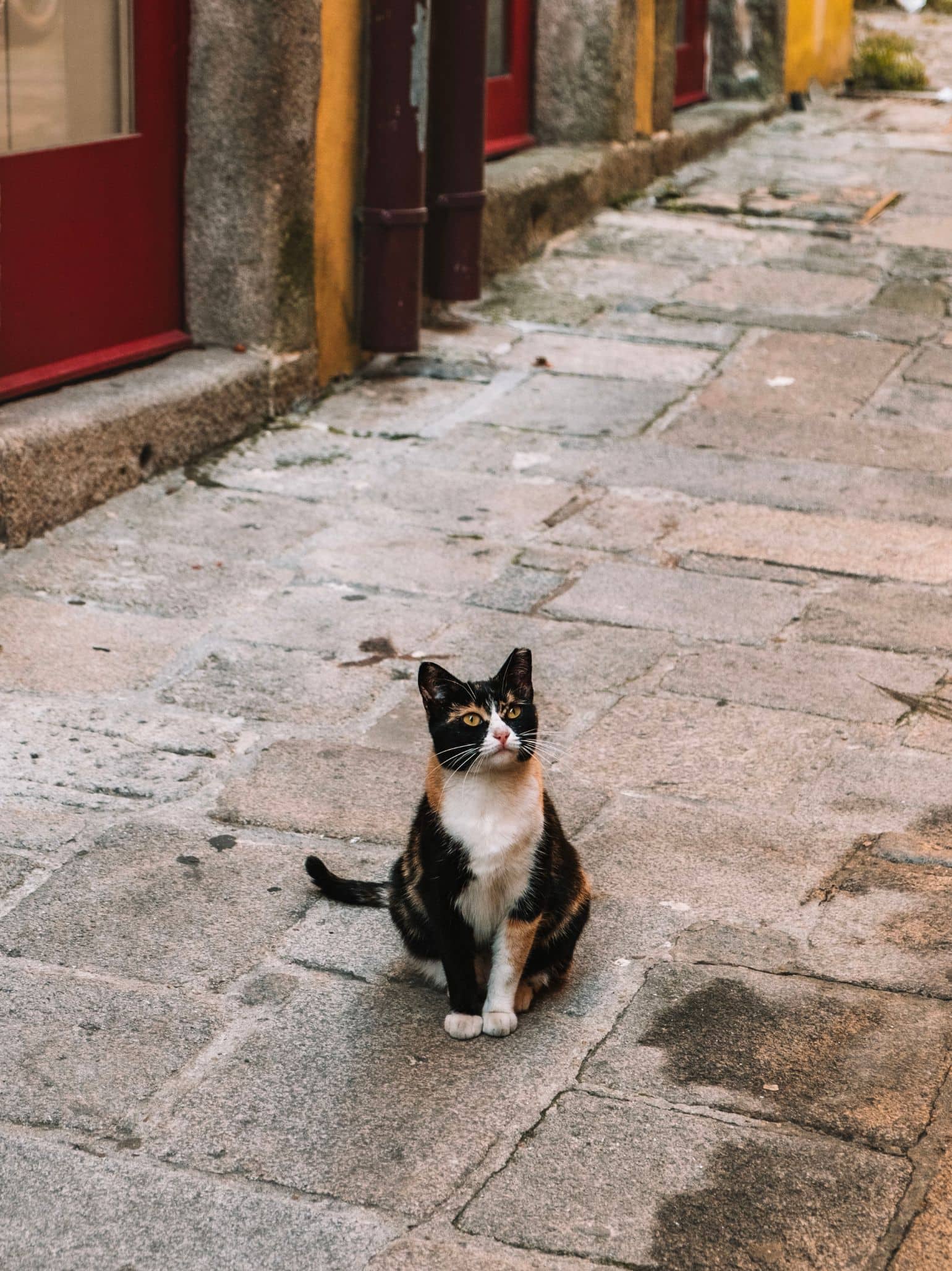 A beautiful cat on the streets of Porto. 